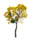 Isolated Silver trumpet tree or Yellow Tabebuia on white background Royalty Free Stock Photo