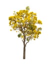 Isolated Silver trumpet tree or Yellow Tabebuia on white background Royalty Free Stock Photo