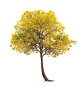 Isolated Silver trumpet tree or Yellow Tabebuia on white background Royalty Free Stock Photo