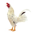 Isolated singing rooster. Royalty Free Stock Photo