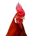 Isolated singing rooster. Royalty Free Stock Photo