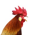 Isolated singing rooster Royalty Free Stock Photo