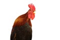 Isolated singing rooster Royalty Free Stock Photo