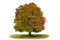 Isolated single beech tree Royalty Free Stock Photo