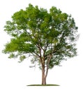 Isolated single big tree on white background Royalty Free Stock Photo