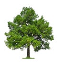 Isolated single big tree on white background Royalty Free Stock Photo