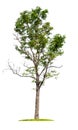 Isolated single big tree on white background Royalty Free Stock Photo