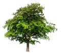 Isolated single big tree on white background Royalty Free Stock Photo