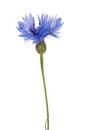 Isolated single blue chicory flower Royalty Free Stock Photo