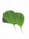 Ficus Religiosa or Bodhi leaves resting against a black tourmaline crystal Royalty Free Stock Photo