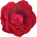 Isolated single dark red rose bloom Royalty Free Stock Photo