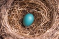 Turquoise Egg of American Robin in Nest