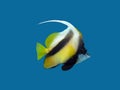 Isolated single exotic fish - butterflyfish on blue background