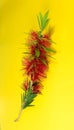 Isolated single flower stem macro image of the red Weeping Bottlebrush Royalty Free Stock Photo