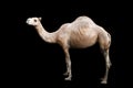 Isolated single hump camel