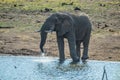 An  single lone African elephant in musth walking in a game reserve Royalty Free Stock Photo