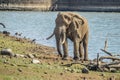 An isolated single lone African elephant in musth walking in a game reserve Royalty Free Stock Photo