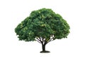 Isolated single mango tree on white with clipping path