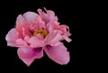 Pink peony blossom on black background, fine art still life color macro, single isolated bloom