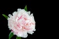 Isolated single pink white peony blossom with green leaves on black background Royalty Free Stock Photo