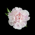 Isolated single pink white peony blossom with green leaves Royalty Free Stock Photo