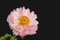 Isolated single pink white peony blossom with stem and green leaves Royalty Free Stock Photo