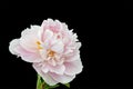 Isolated single pink white peony blossom with stem and green leaves,black background Royalty Free Stock Photo