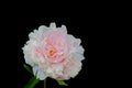 Isolated single pink white peony blossom with stem and green leaves,black background, fine art still life color macro,single Royalty Free Stock Photo