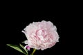 Isolated single pink white peony blossom with stem and green leaves, black background Royalty Free Stock Photo