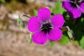 Isolated single purple geranium flower Royalty Free Stock Photo