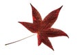 Isolated single red liquidambar tree leaf