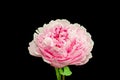 Single pink white peony blossom with green leaves and stem, black background, fine art still life color macro Royalty Free Stock Photo
