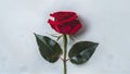 Isolated single red rose flower and leaf on white backdrop Royalty Free Stock Photo