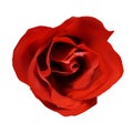 Isolated single red rose on white background, realistic flower