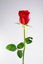 isolated single rose Royalty Free Stock Photo