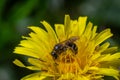 An isolated single specimen of honey bee taking pollen on the yellow dandelion flowers