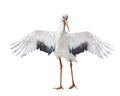 Isolated single stork with open wings Royalty Free Stock Photo