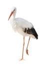 Isolated single stork standing on one leg Royalty Free Stock Photo