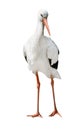 Isolated single stork standing on two legs Royalty Free Stock Photo