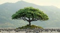 Isolated Single Tree with Clipping Path and Alpha Channel on Picture Background - Large Image for Artwork and Print Royalty Free Stock Photo