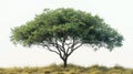 Isolated Single Tree with Clipping Path and Alpha Channel on Picture Background - Large Image for Artwork and Print Royalty Free Stock Photo