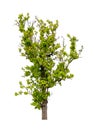 Isolated single tree greenery botanical