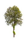 Isolated single tree greenery botanical