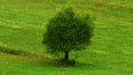 An isolated single tree on hill meadow. Mountain meadows, vibrant green grass, single tree, white flowers spring and summer. Royalty Free Stock Photo