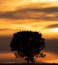 Isolated single tree silhouette at sunset with cloudy sky Royalty Free Stock Photo