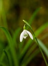 Isolated single wild fragile snowdrop, with blurred green background and space for copy