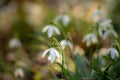 Isolated single wild fragile snowdrop, with blurry green and yellow background, and space for copy