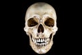 Isolated Skeleton head