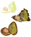 Isolated sketch of figs