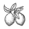 Isolated sketch of lemon fruit. Vector citrus